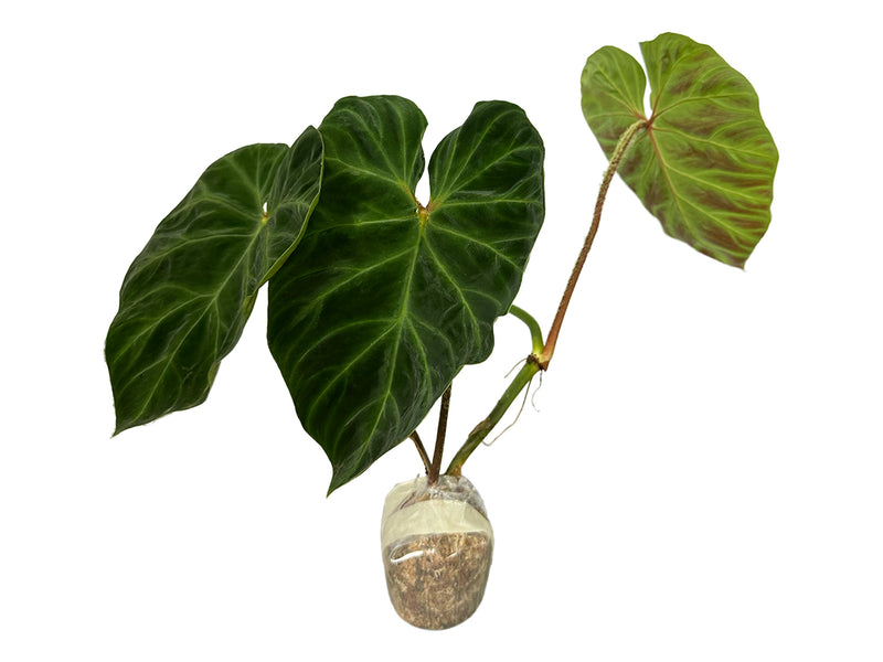 Philodendron verrucosum 2