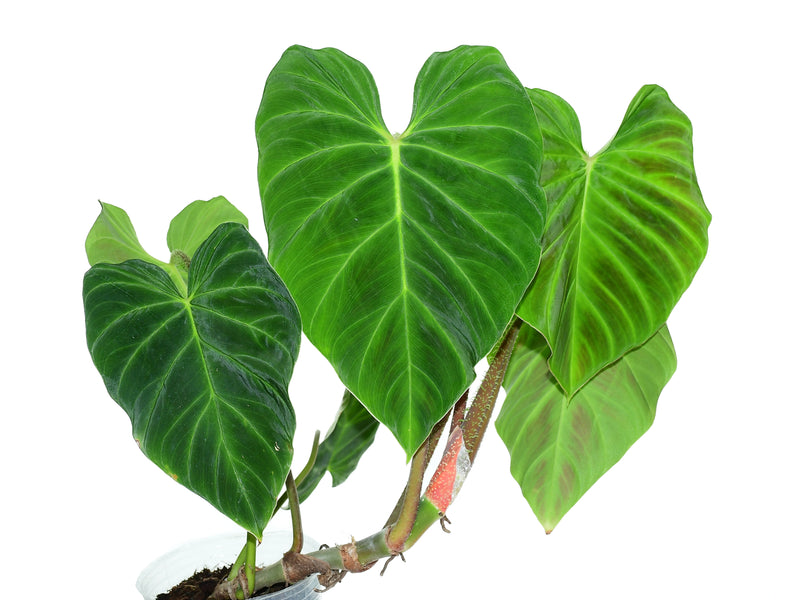 philodendron verrocosum Philodendron verrucosum Amaluza