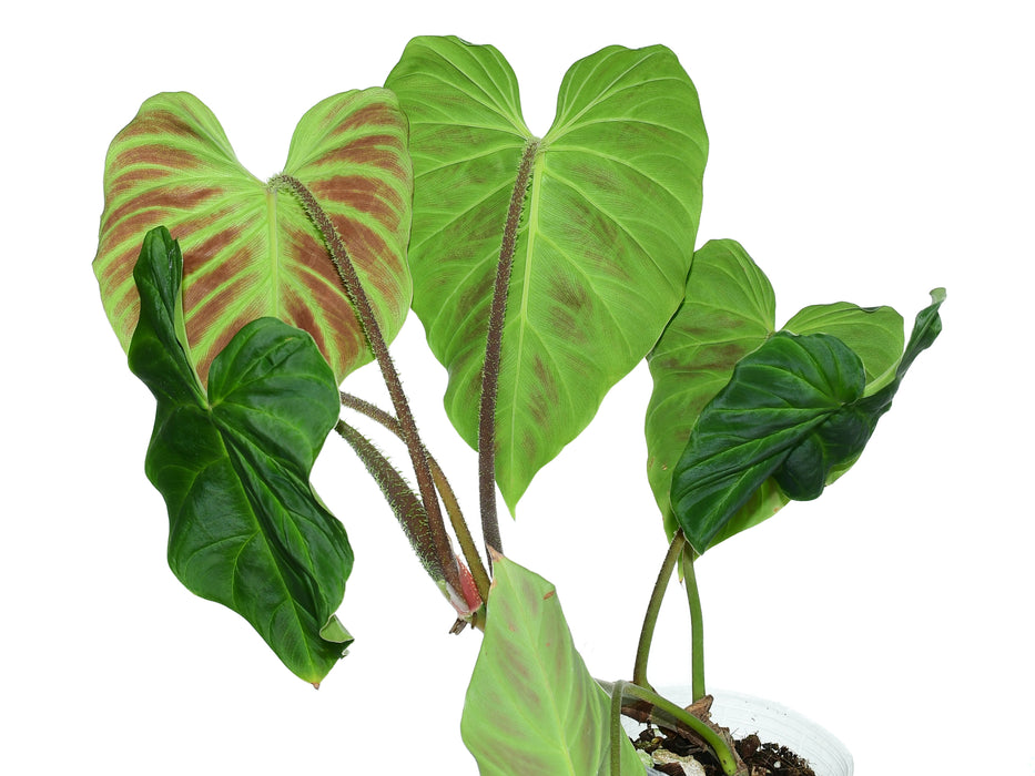 Philodendron verrucosum Amaluza