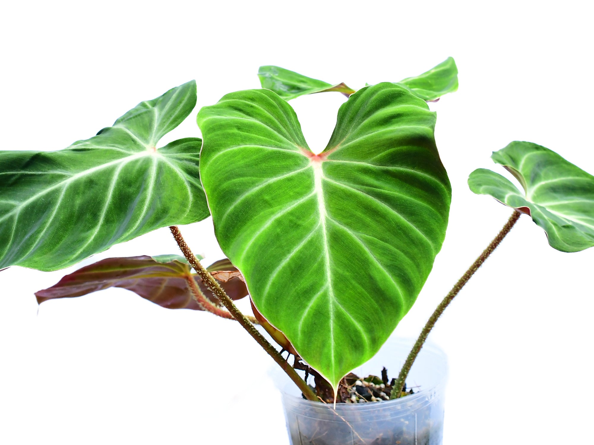 philodendron verrucosum size Philodendron verrucosum Amazon Sunset (medium) – Velvet Aroid