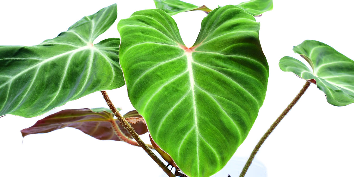 philodendron verrucosum amazonas Philodendron verrucosum Amazon Sunset (medium)