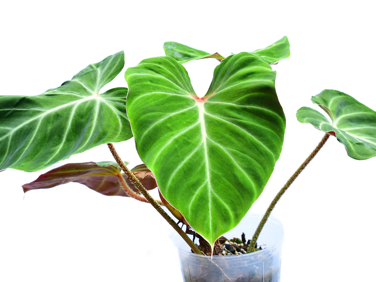 philodendron verrucosum tambillo Philodendron verrucosum Amazon Sunset (medium)