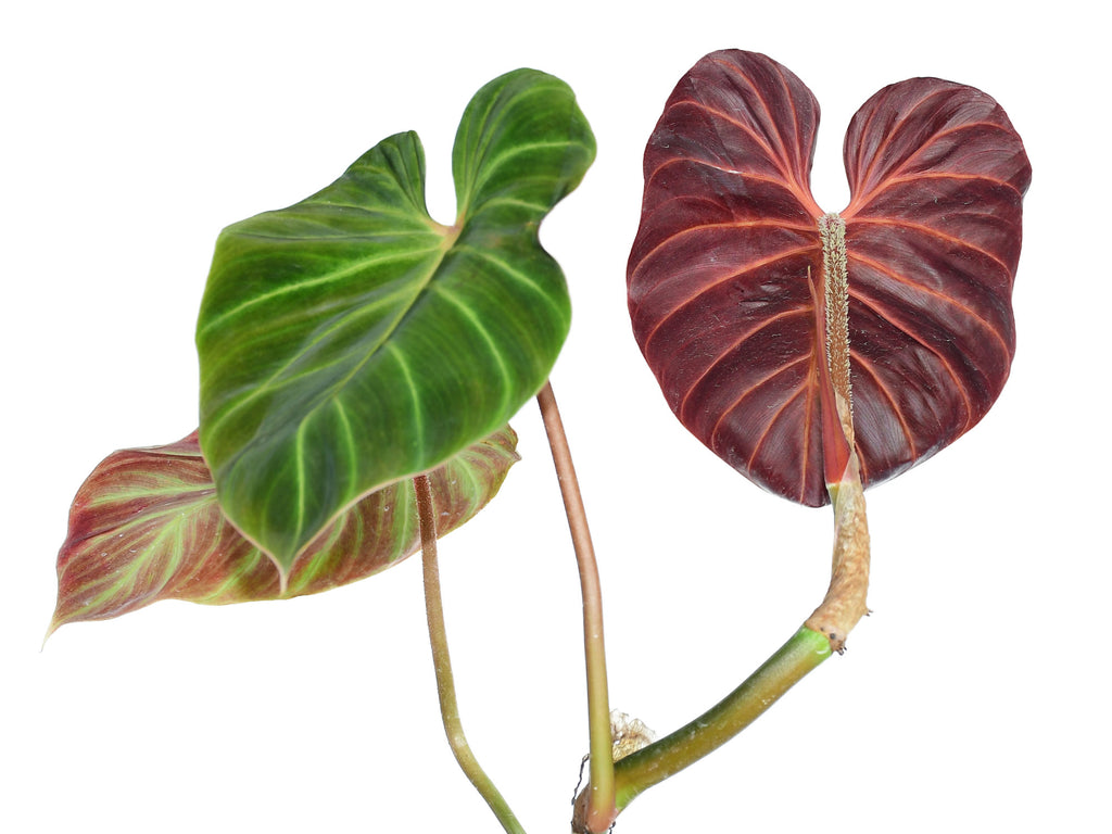 philodendron verrucosum amazon sunset care Philodendron verrucosum Amazon Sunset — Ecuagenera Orquídeas del Ecuador