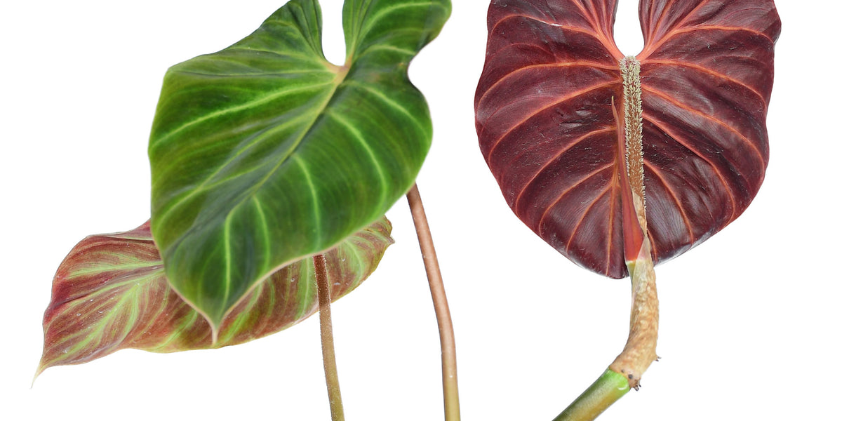 philodendron verrucosum sunset Philodendron verrucosum Amazon Sunset