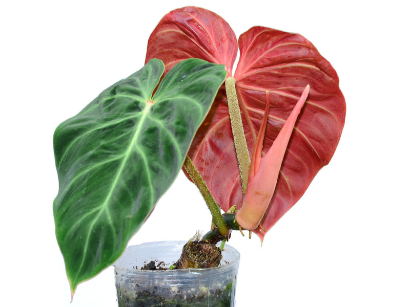 Philodendron verrucosum Amazon Sunset