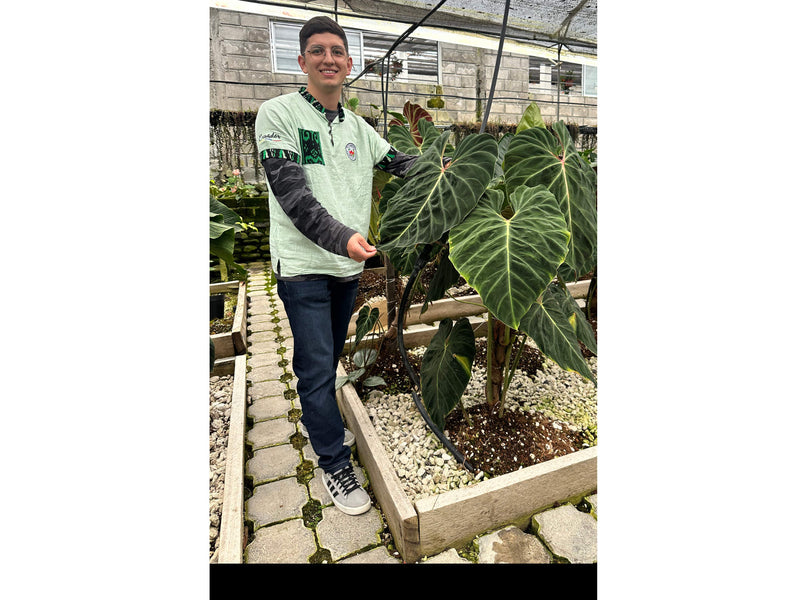 Philodendron verrucosum Amazon Sunset