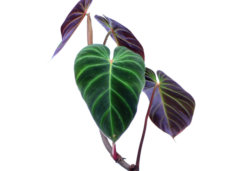 philodendron verrucosum dark form Philodendron verrucosum 'Eclipse'