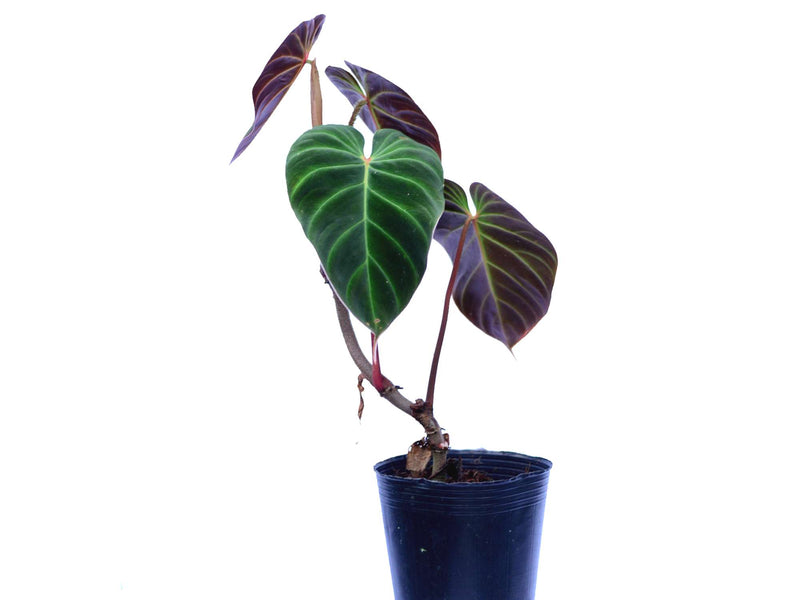 philodendron el choco red vs verrucosum Philodendron verrucosum 'Eclipse'