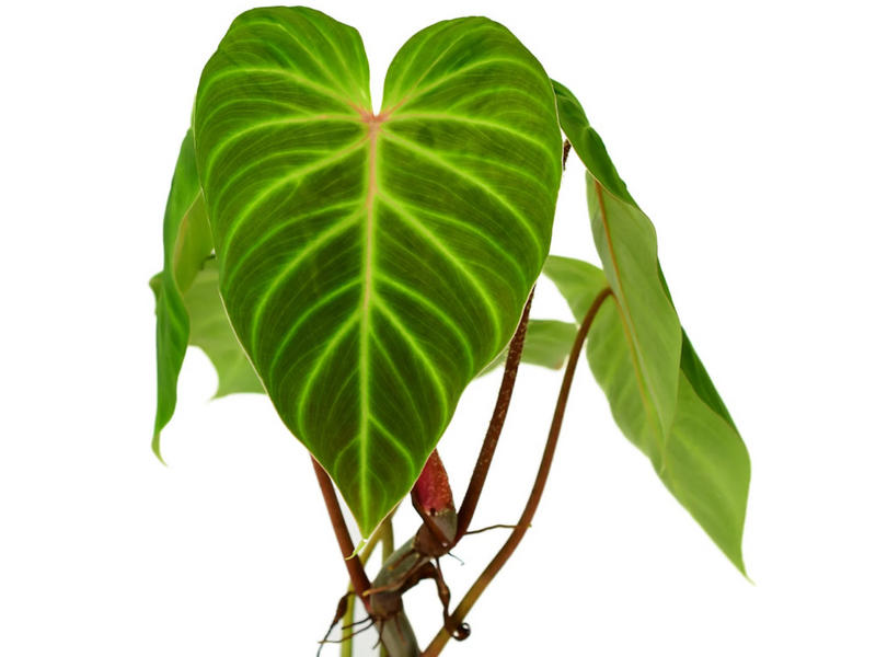 philodendron c Philodendron verrucosum J.C.L
