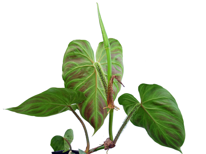 philodendron verrucosum varieties Philodendron Verrucosum 1