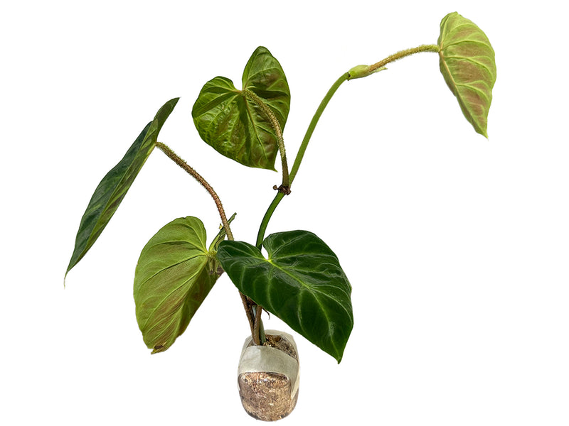 philodendron verrucosum costa rica Philodendron verrucosum Panther