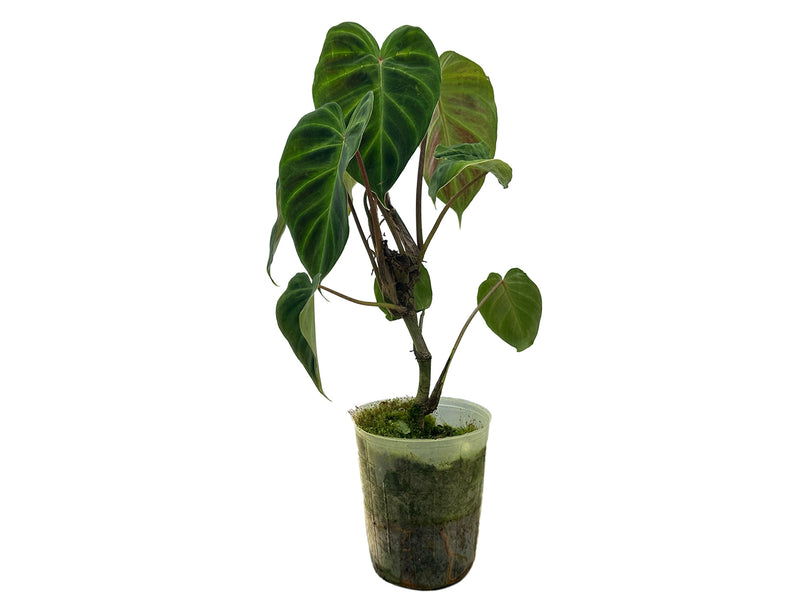 philodendron verrucosum bosco Philodendron verrucosum 'Rude'