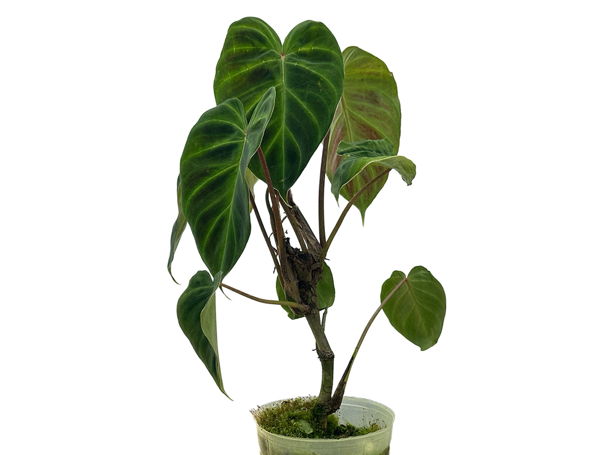philodendron verrucosum rojo Philodendron verrucosum 'Rude'