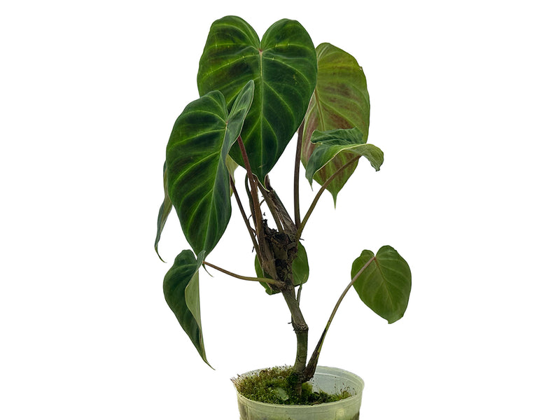 Philodendron verrucosum 'Rude'