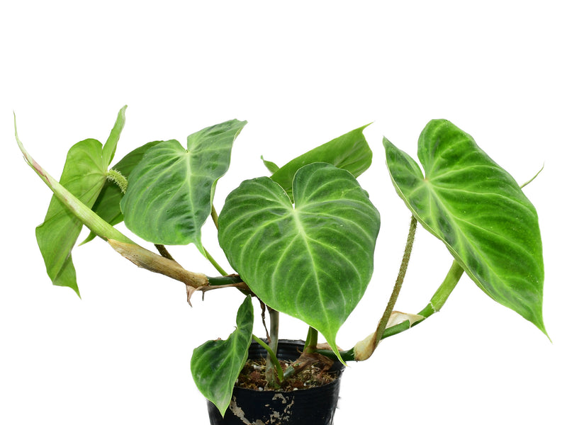 Philodendron verrucosum 'Jesus Maria'