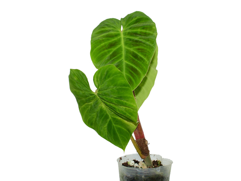 Philodendron verrucosum 'arcoiris'