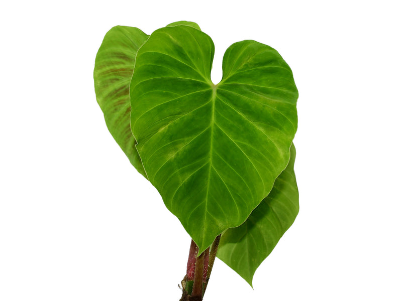 Philodendron verrucosum 'arcoiris'