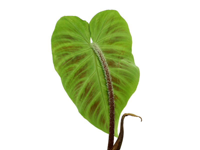 Philodendron verrucosum 'arcoiris'