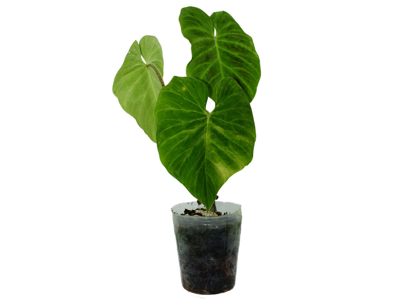 Philodendron verrucosum 'arcoiris'