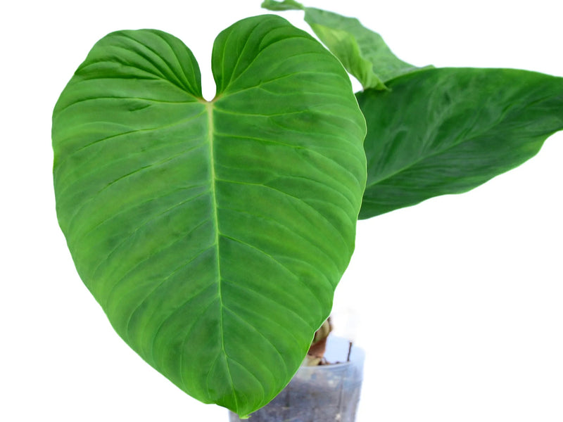Philodendron verrucosum cf