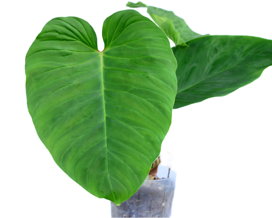 Philodendron verrucosum cf