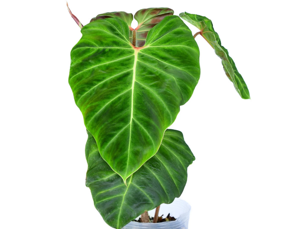 philodendron verrucosum esmeraldas Philodendron verrucosum hummingbird