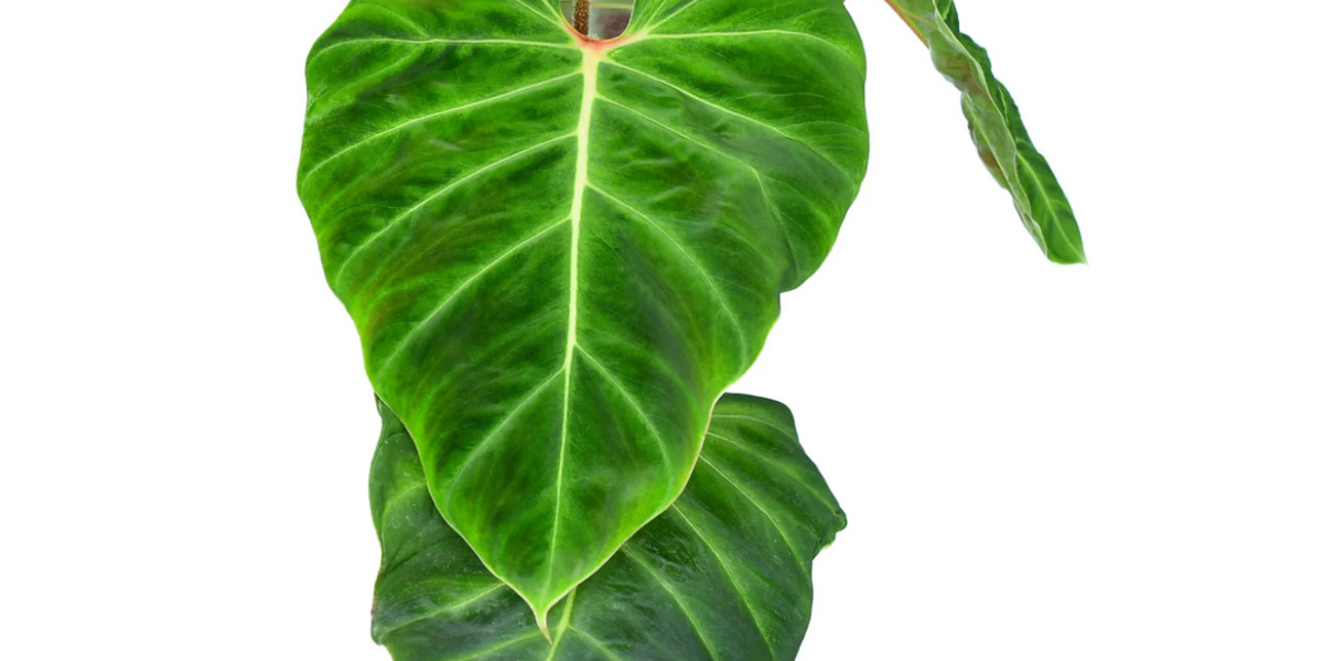 philodendron verrucosum bosco Philodendron verrucosum hummingbird