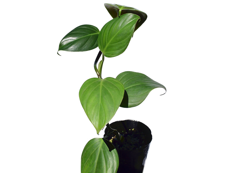 philodendron villamagense 'pangui' Philodendron villamagense 'Pangui'