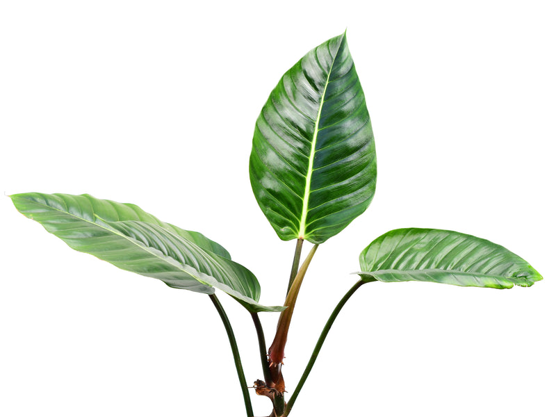 Philodendron wendlandii 2