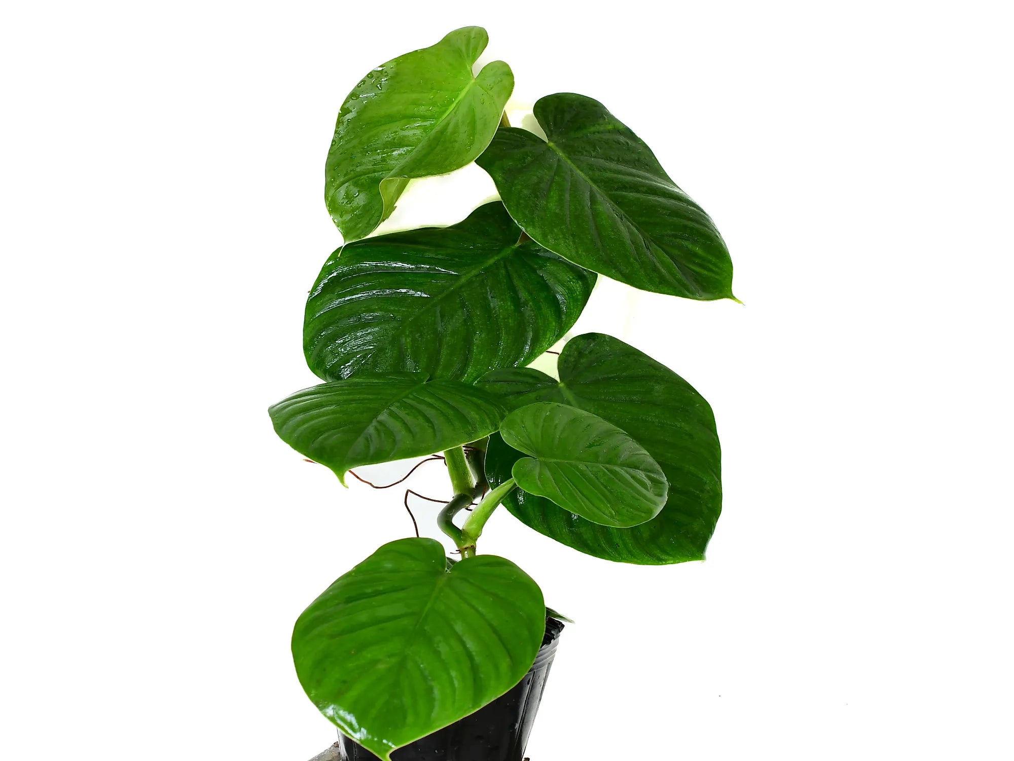 philodendron werneri Philodendron werneri cf