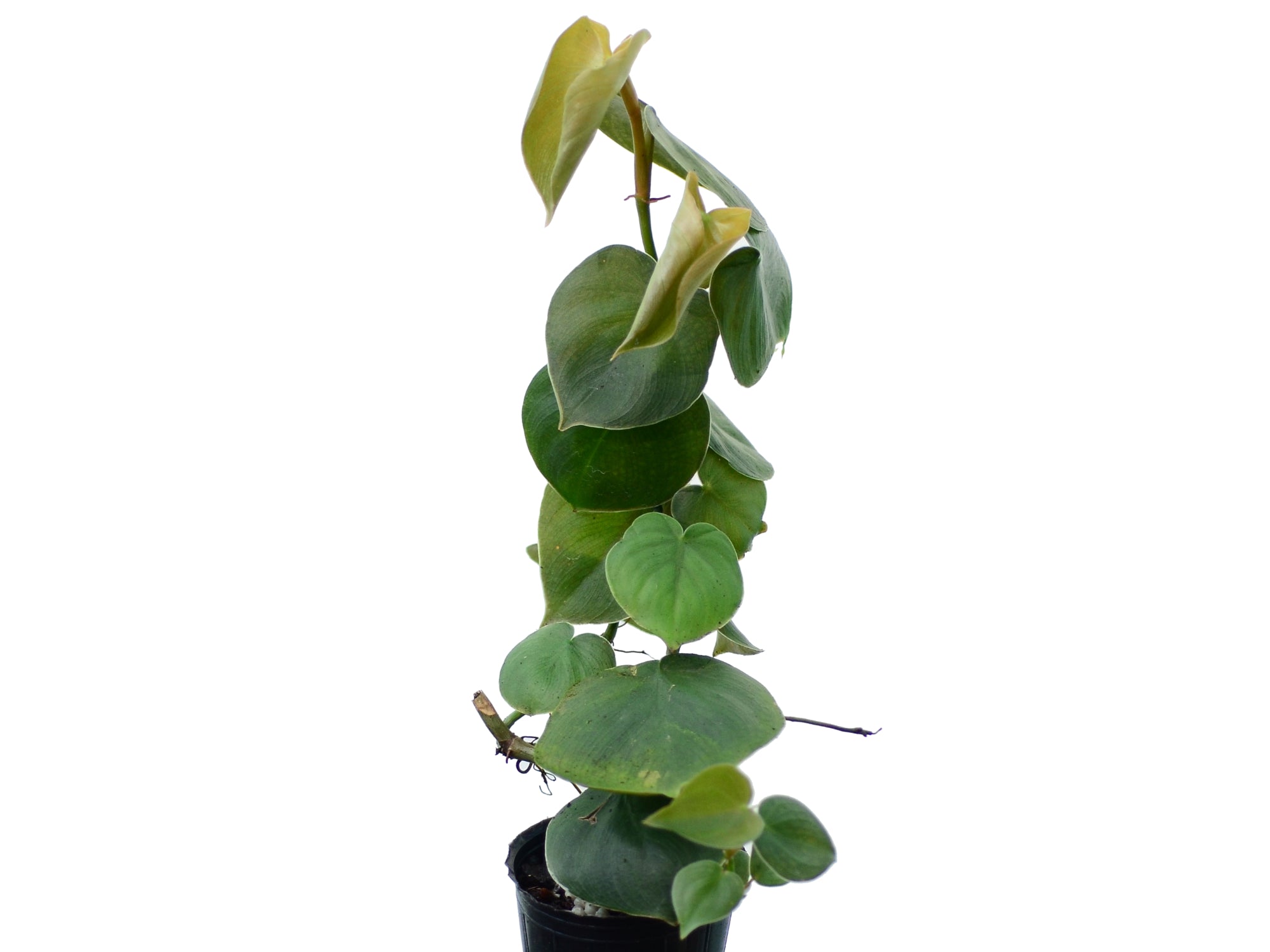 Philodendron werneri mini