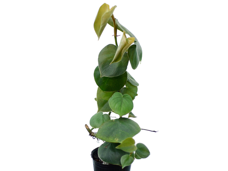 philodendron mini Philodendron werneri mini