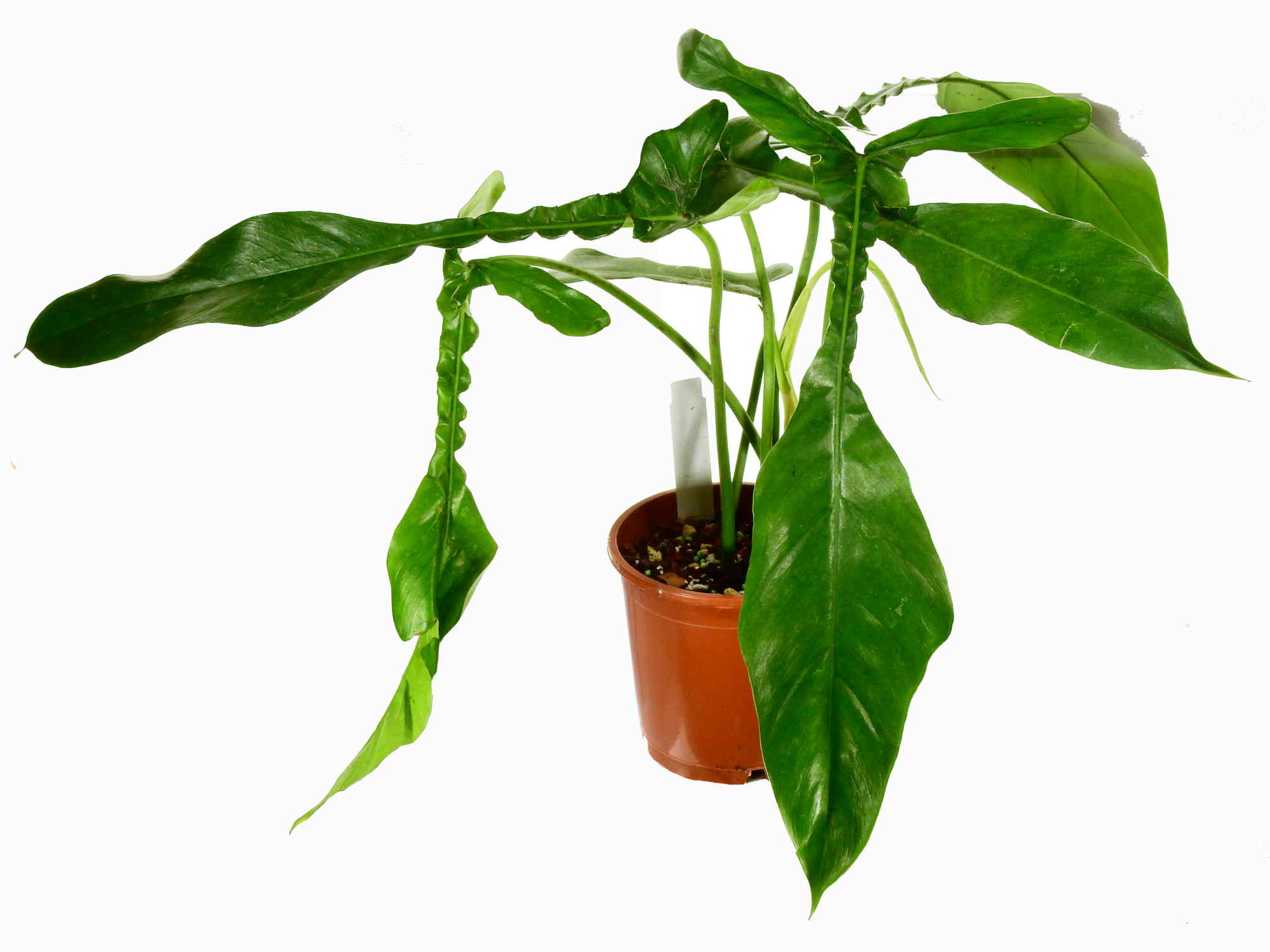philodendron joepii Philodendron x joepii — Ecuagenera Orquídeas del Ecuador
