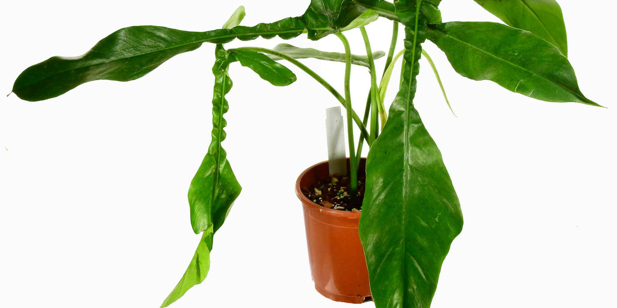 philodendron joepii juvenile Philodendron x joepii