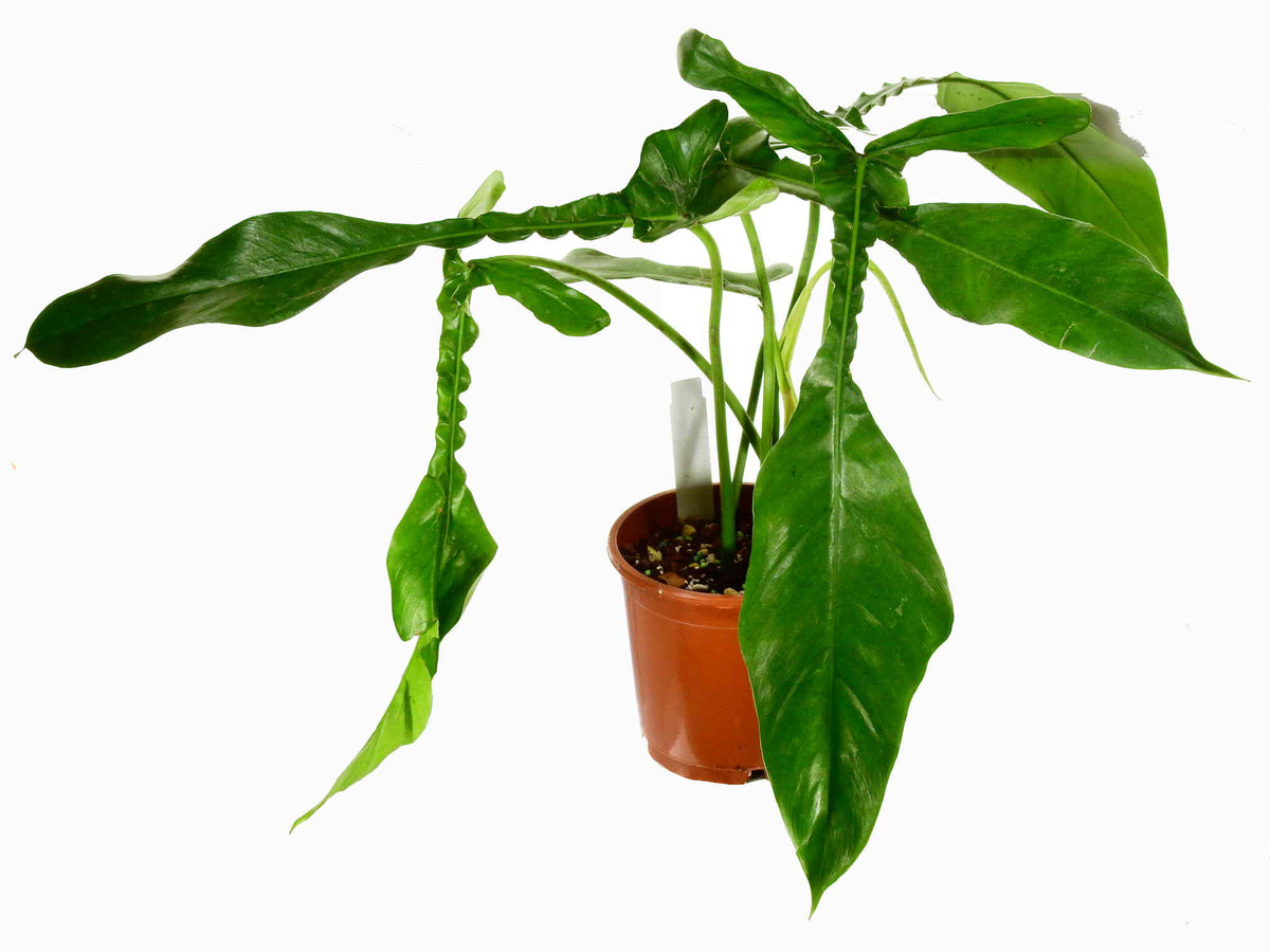 Philodendron x joepii — Ecuagenera Orquídeas del Ecuador