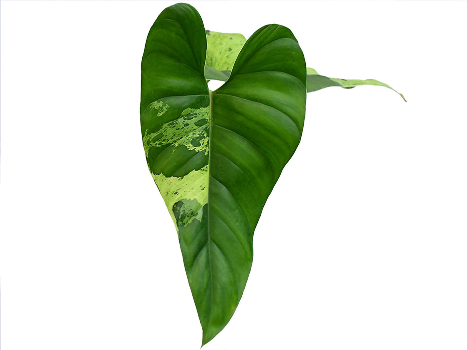 Philodendron alatisulcatum variegado