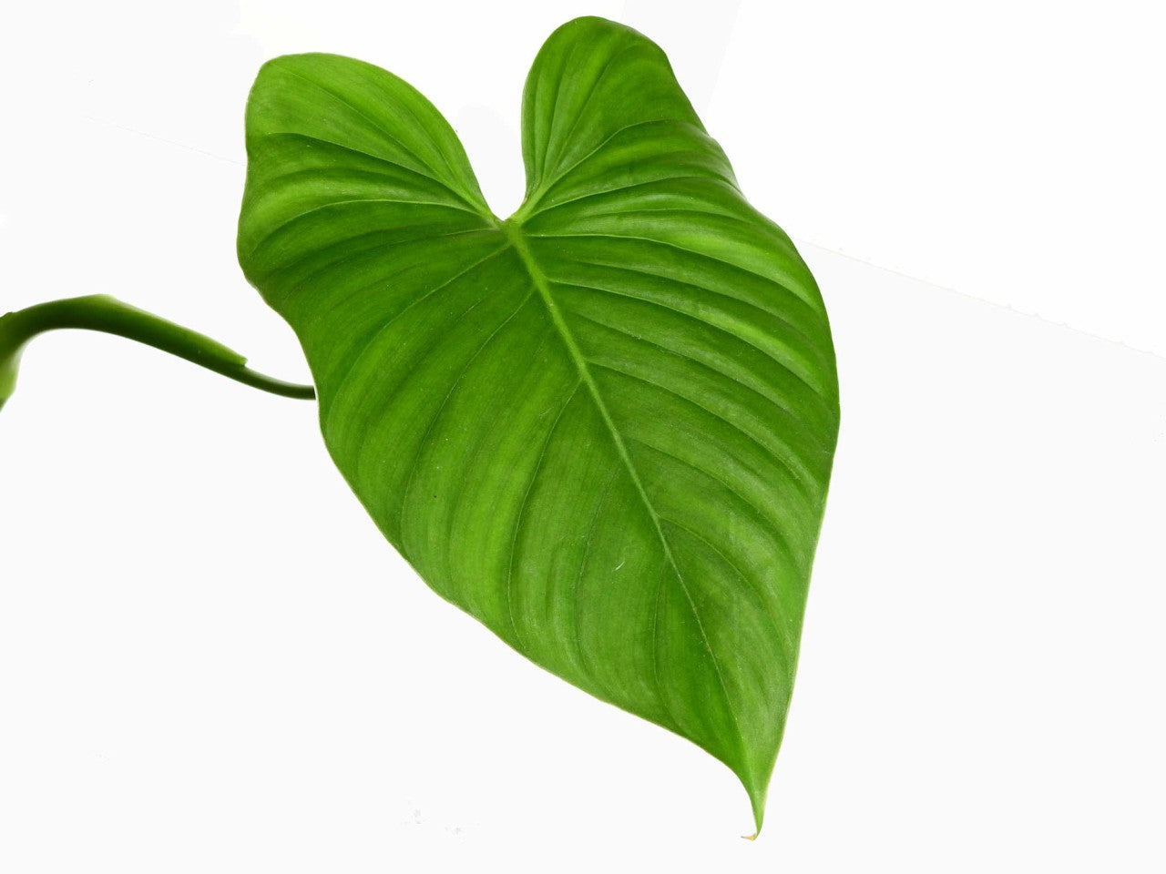 philodendron alati undulatum Philodendron alatiundulatum cf