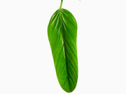philodendron asplundii Philodendron asplundii — Ecuagenera Orquídeas del Ecuador