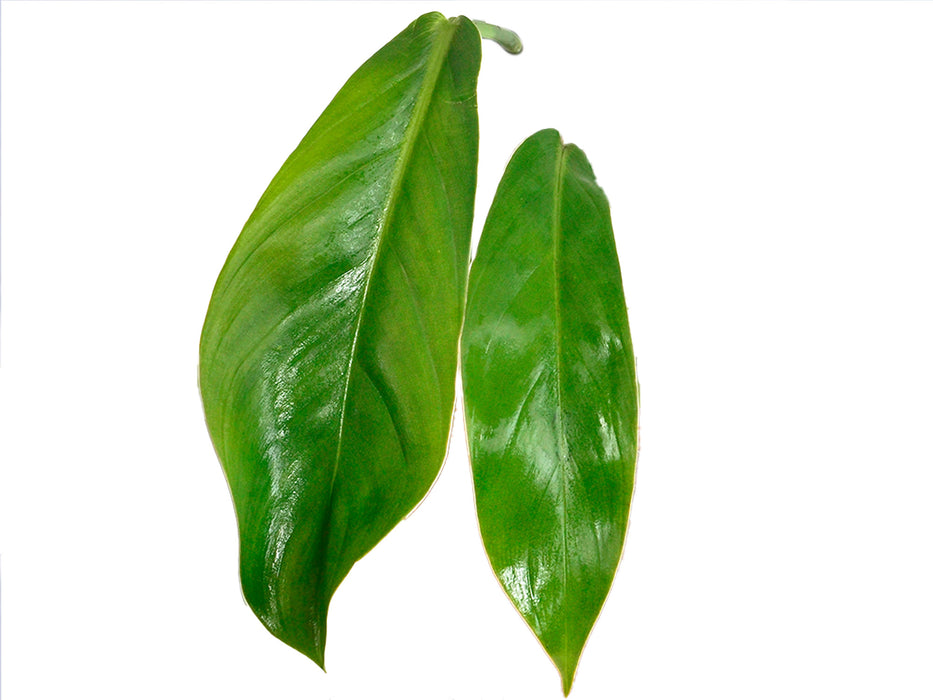 Philodendron baudoense