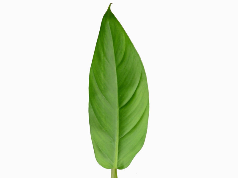 philodendron baudoese Philodendron baudoense Amazonas