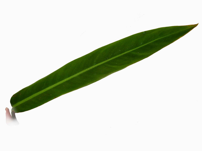 philodendron bicolor mature Philodendron bicolor — Ecuagenera Orquídeas del Ecuador