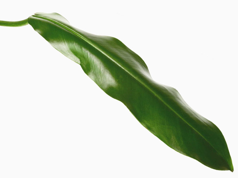 philodendron bonifaziae Philodendron bonifaziae
