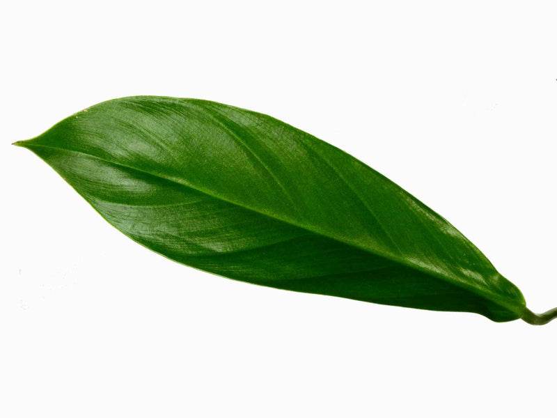 philodendron clarkei cf Philodendron clarkei cf