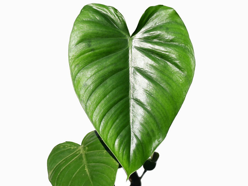 philodendron colombianum Philodendron colombianum