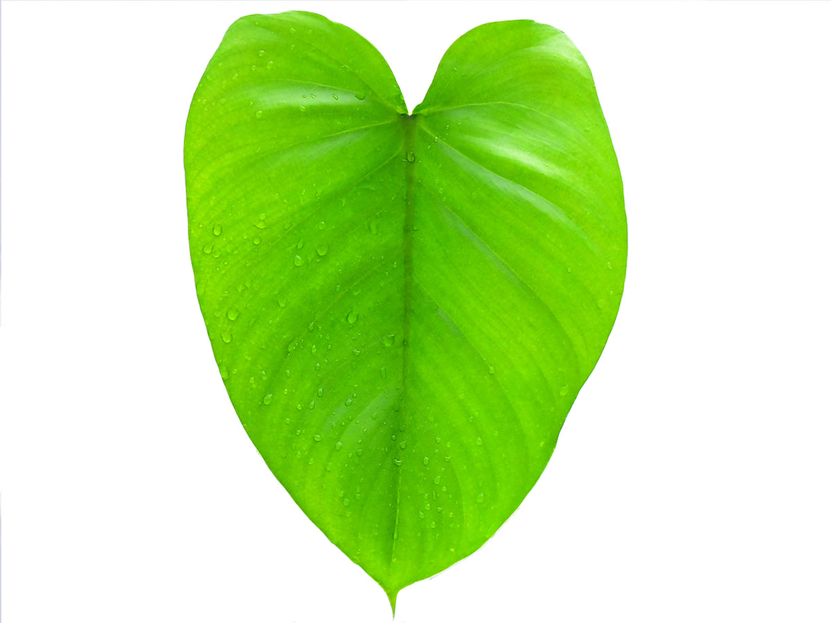 philodendron colombianum Philodendron colombianum (medium) — Ecuagenera Orquídeas del Ecuador