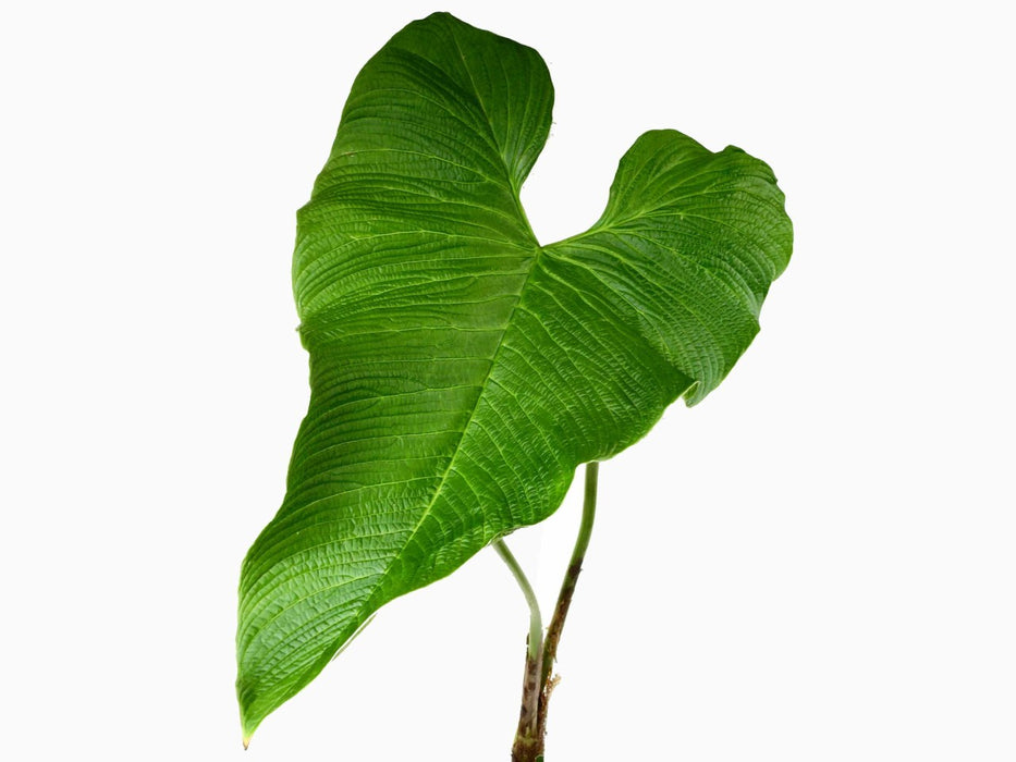 Philodendron corrugatum