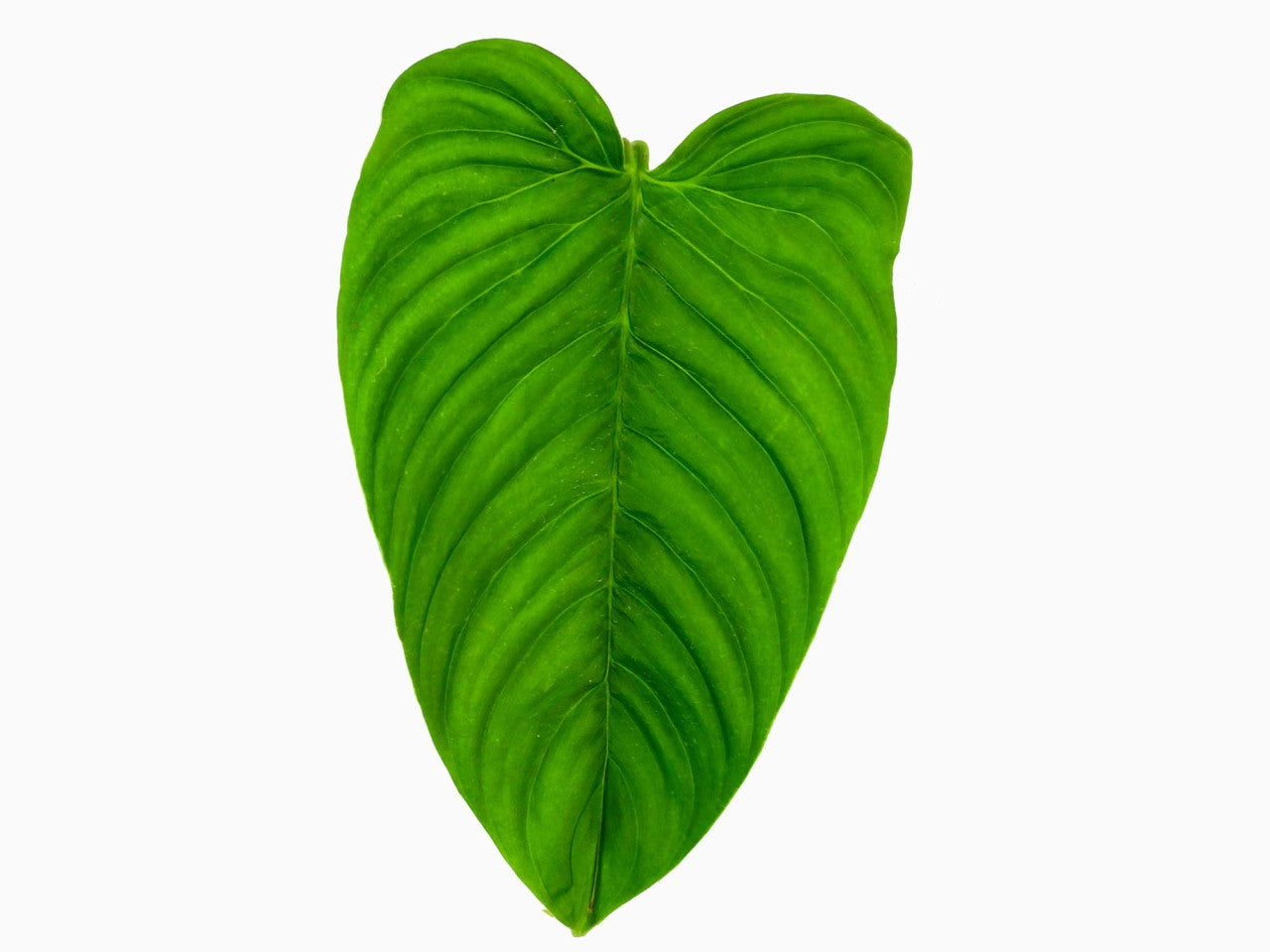 philodendron affine Philodendron curvipetiolatum aff — Ecuagenera Orquídeas del Ecuador