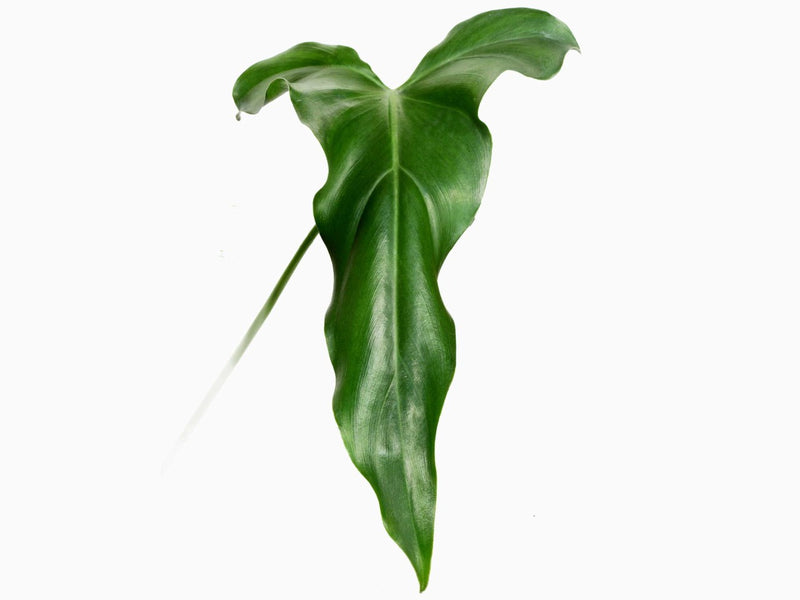 dünger philodendron Philodendron delinksii — Ecuagenera Orquídeas del Ecuador