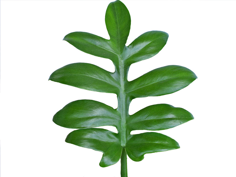 philodendron distantilobum Philodendron distantilobum – Rare Pinnatilobed Araceae Species — Ecuagenera Orquídeas del Ecuador
