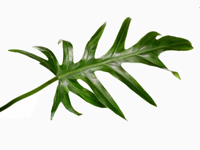 philodendron elegans juvenile Philodendron elegans — Ecuagenera Orquídeas del Ecuador